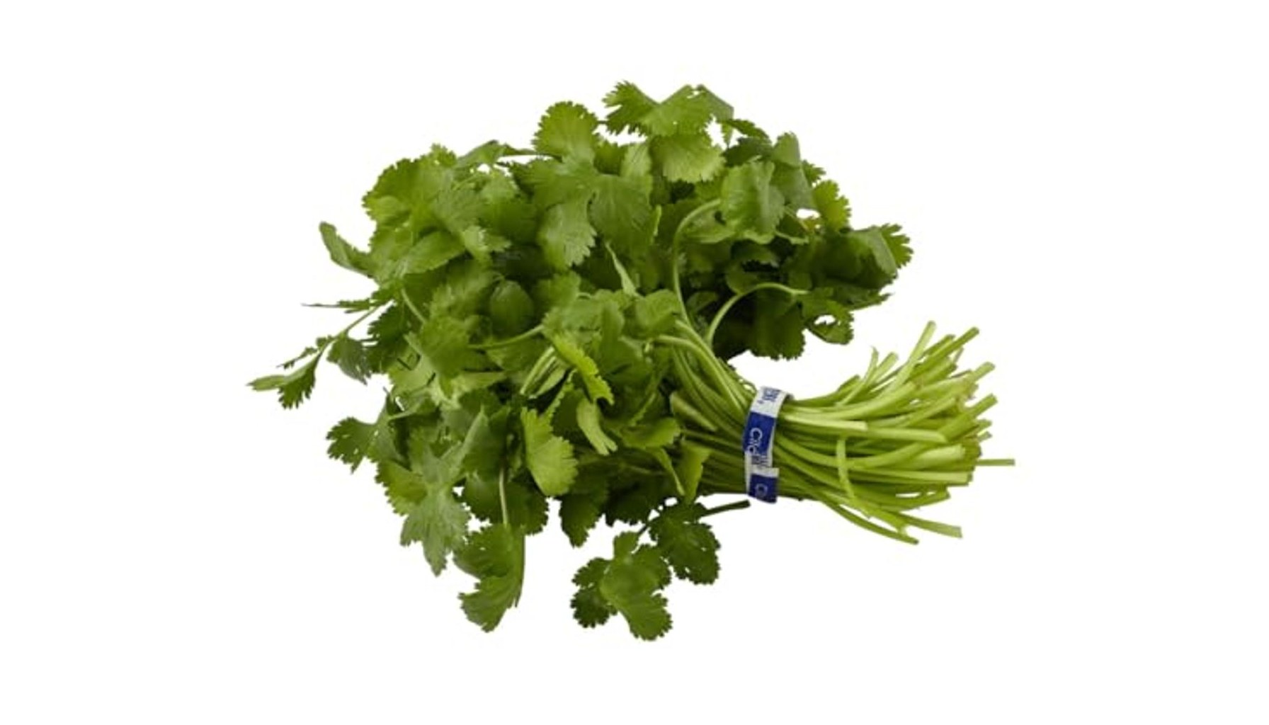 Fresh Cilantro Guide 2026: How to Buy, Store, and Use It